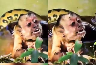 Bandar Ka Video: लपेटकर बंदर की जान ले लेने लगा अजगर, तभी बचाने आ गए 'देवदूत' | देखें वीडियो