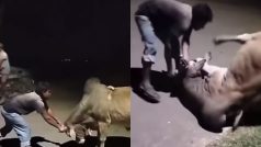 Saand Ka Video: कमजोर शख्स ने सांड को धूल चटा दी, सींग पकड़े और पटक दिया | हैरान करेगा ये वीडियो