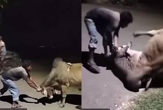 Saand Ka Video: अकेले शख्स ने सांड को धूल चटा दी, हाथों से ही पटक दिया | देखिए वीडियो