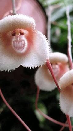 Top 10 Plants With Animal-Like Faces