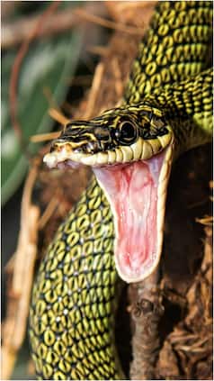 Top 10 Venomous Snakes Found In Goa