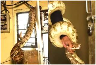 Huge Pythons Found Inside Substation, One Bites Rescuer | Watch