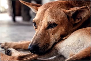Delhi Shocker: Man Caught On Camera Raping Female Stray Dog, FIR Filed
