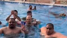 Viral Video: Swimming Pool में नहा रहे थे लोग, अचानक पीछे से आया शेर... फिर जो हुआ देखने लायक