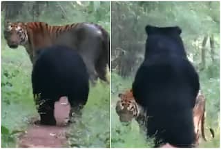 Jungle Faceoff: Tiger, Bear Surprise Visitors Who Expect Brutal Fight | Viral Video