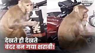 Monkey Viral Video: पुलिसवाले की बाइक से बंदर ने निकाली शराब की बोतल, फिर देखें कैसे गटक गया