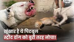 Viral Video: पिटबुल ने अवारा कुत्ते पर किया जानलेवा अटैक, सड़क पर छटपटाता रहा, लेकिन नहीं छोड़ी गर्दन, देखें वीडियो