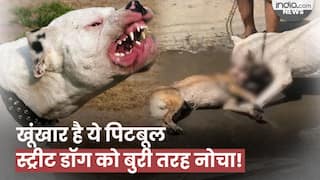 Viral Video: पिटबुल ने अवारा कुत्ते पर किया जानलेवा अटैक, सड़क पर छटपटाता रहा, लेकिन नहीं छोड़ी गर्दन, देखें वीडियो