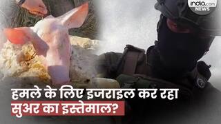 Israel Hamas War: हमास पर हमले के लिए इजराइली सैनिक ले रहे सुअर का सहारा? जानें क्या है इस वायरल वीडियो की सच्चाई