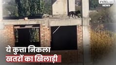 Dog Viral Video: बहुमंजिला इमारत पर खड़ा था कुत्ता, सोचते-सोचते बिल्डिंग से लगा दी छलांग, देखें वीडियो