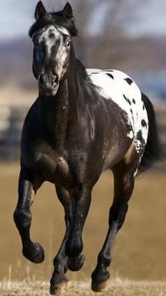 Top 10 Fastest Horses In The World