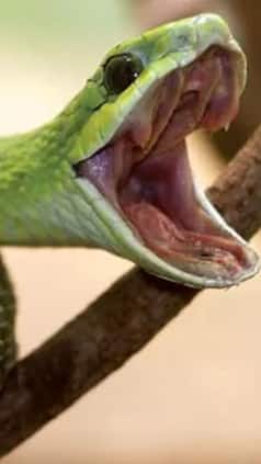 BEWARE: 10 Snakes That Bite The Most