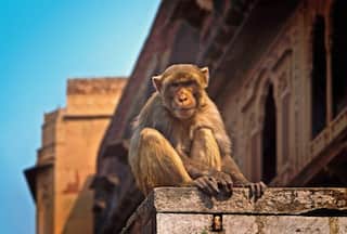Nearly 100 Monkeys Found Dead Under Mysterious Circumstances In Telangana, Poisoning Suspected