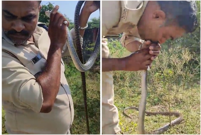 It's a snake-eat-snake world: Python devours cobra in insane video - India  Today
