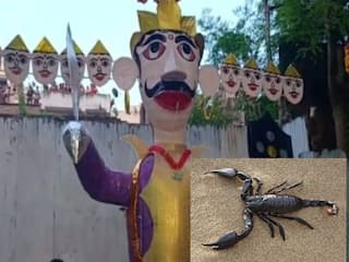 Dussehra 2023: अगर दशहरा के दिन घर में दिख जाए ये कीड़ा तो समझ जाइए चमकने वाली है किस्मत