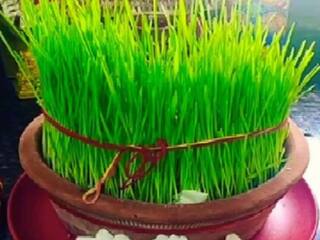 Dussehra 2023: नवरा​त्रि में उगाई गई जौ से होती है दशहरा की पूजा, जानें पूजन विधि