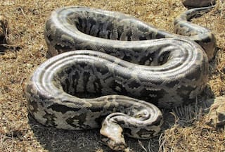 Large Python Rescued By Wildlife SOS In Delhi, Released In Natural Habitat