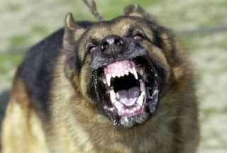 Dog Attack Claims Life Of 8-year-old Girl In Agra