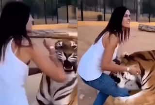 Never Ever Pet A Tiger! Watch The Video And Learn Why
