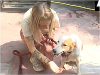 एक Dog ऐसा भी! बनारस की गलियों में घूमने वाले कुत्ते की चमकी किस्मत, पासपोर्ट के साथ नीदरलैंड जा रही 'जया' | VIDEO