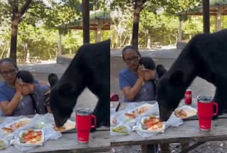 Bhalu Ka Video: भालू ने खराब कर दी परिवार की पिकनिक, धमका कर खा गया सारा खाना | देखें वीडियो