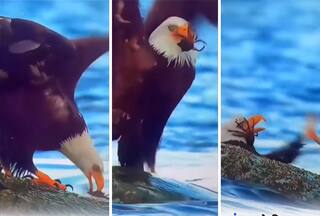 Bichoo Ka Video: चोंच में मछली की जगह फंस गया बिच्छू, फिर ऐसी डंक मारी तड़प उठा बाज | देखें वीडियो