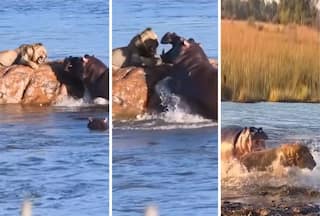 Hippo Ka Video: हिप्पो के सामने भीगी बिल्ली बन गया शेर, जान की भीख मांगता दिखा जंगल का राजा | देखें वीडियो