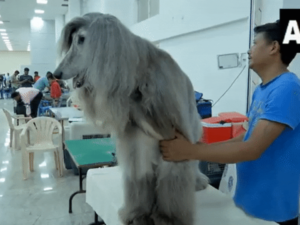 Watch: Adorable Pooches Ramp Walk, Dazzle Madurai Crowd At Dog Show