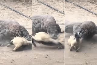 Wild Animal Video: अचानक बकरी के सामने आ गया दैत्य, पकड़ा और मांद में ले गया | हिला देगा वीडियो