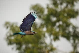 Dussehra 2023 Lucky Things to Do: Why Spotting The Neelkanth Bird is Considered Auspicious on Vijayadashmi?