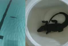 VIDEO: Crocodile Found Inside BMC Shivaji Park Swimming Pool, Bites Employee