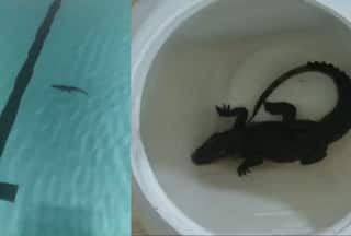 VIDEO: Crocodile Found Inside BMC Shivaji Park Swimming Pool, Bites Employee