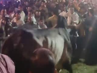 Ghaziabad Viral Video: रावण दहन के दौरान सांडों ने खूब मचाया उत्पात, अखिलेश यादव ने यूं कसा तंज | देखें वीडियो