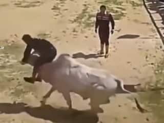 Wild Animal Video: टक्कर मारी तो उछलकर गर्दन पर बैठ गया बंदा, फिर ऐसा दांव लगाया सांड ही हिल गया | देखें वीडियो