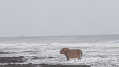 Sher Ka Video: समुद्र तट की सैर करता दिखा एशियाई शेर, जंगल के राजा का ऐसा अंदाज नहीं देखा होगा | वीडियो