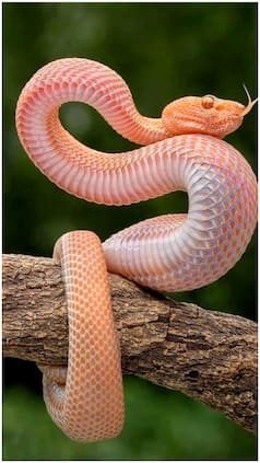 Top Venomous Snakes Of Rajasthan