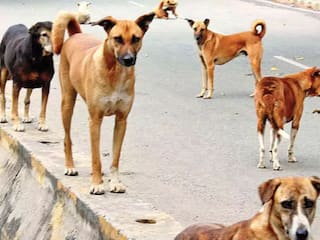 कुत्तों के हमलों और रेबीज से होने वाली मौतों पर बहस जारी, समाधान नहीं