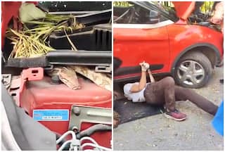 Shocking: Watch Giant Python Rescued From Car Engine In Delhi