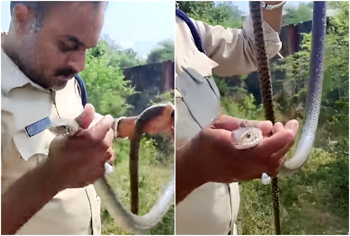 Study Buddy (Explorer): Vipers in quarantine centre to cobra hidden in  flat, Hong Kong snake catcher reveals all - YP