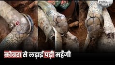 Viral Video: कोबरा और सांप की भयानक लड़ाई: कोबरा ने सांप के सिर को अपने जबड़ों के बीच कुचला