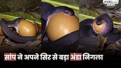 Viral Video: आपको यकीन नहीं होगा!  सांप ने अपने सिर से बड़ा अंडा निगल लिया