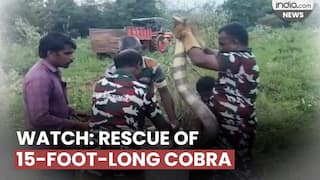 Forest Department rescues 15-foot-long cobra from factory in Tenkasi
