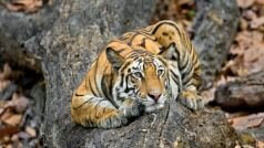 आखिरकार पकड़ा गया लोगों में आतंक फैला रहा आदमखोर बाघ, मैसूर चिड़ियाघर में किया शिफ्ट