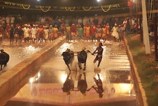 Bengaluru's Maiden Kambala Event on Nov 25-26; Everything You Need To Know