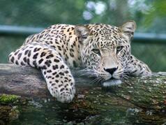 WATCH: Leopard Enters House In Coonoor, Attacks Six People
