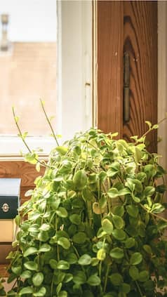 Top 10 Air-Purifying Houseplants