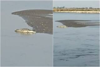 Viral Video: Giant Crocodile Seen Roaming In Bihar's Gandak River Ahead Of Chhath Puja | WATCH