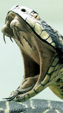 King Cobra : Latest News, Videos and Photos on King Cobra - India ...