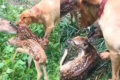 Mama Deer Introduces Babies To Her Best Friend, Watch Video To See What Happens Next