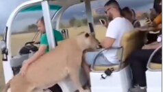 Lion Viral Video: जंगल सफारी के दौरान पर्यटकों की गाड़ी में घुसी शेरनी, फिर जो हुआ... देखें वीडियो